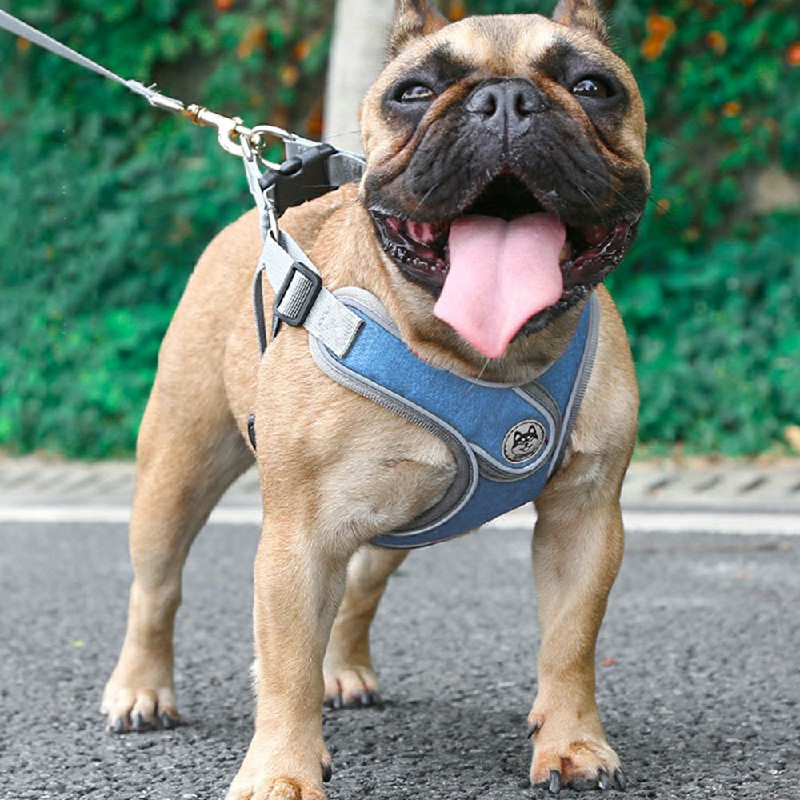 Adjustable and Breathable Dog Pet Harness Vest Padded Safety Puppy Leash Set - Blue L