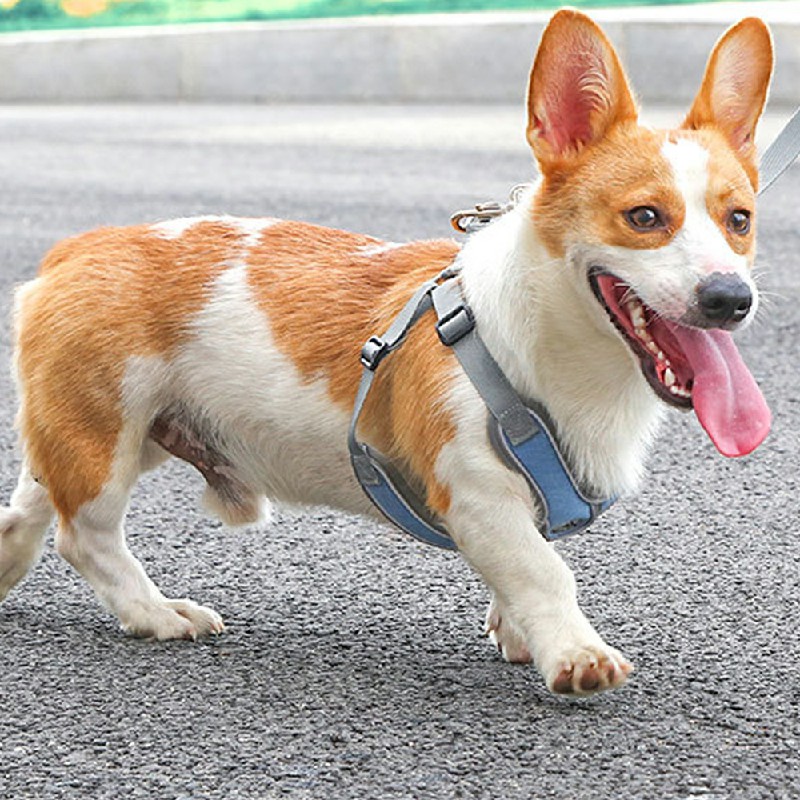 Adjustable and Breathable Dog Pet Harness Vest Padded Safety Puppy Leash Set - Blue L